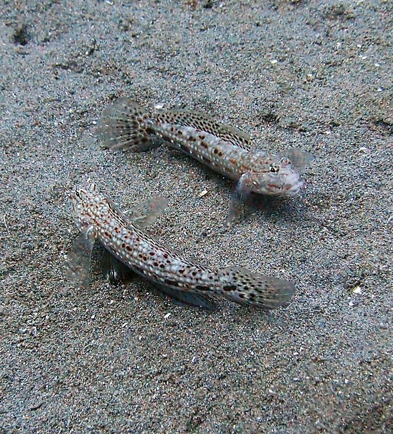 Sand Goby - Heteroplopomus_barbatus Not the best picture ever but is nice enough to introduce this species in JD :-)     <br />
Dauin, 2012 Fall,Geotagged,Heteroplopomus barbatus,Philippines