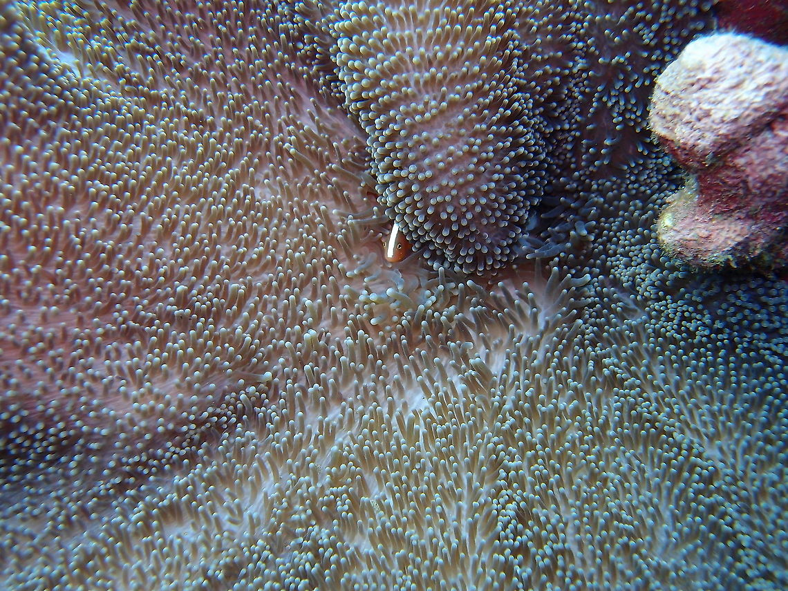Amphiprion sandaracinos Among the most shy clownfishes ever!<br />
Dauin, Philippines. Amphiprion sandaracinos,Fall,Geotagged,Orange skunk clownfish,Philippines