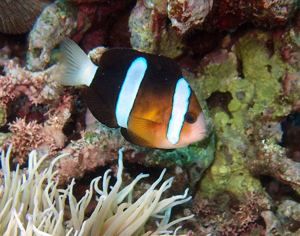 Amphiprion clarkii Less shy.<br />
Dauin, Philippines    Amphiprion clarkii,Clarks Anemonefish,Fall,Geotagged,Philippines