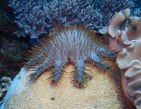 Crown-of-Thorns Starfish -Acanthaster planci Pretty but a devastating predator of the coral reef.
Dauin, Philippines. Acanthaster planci,Fall,Geotagged,Philippines,crown-of-throns starfish