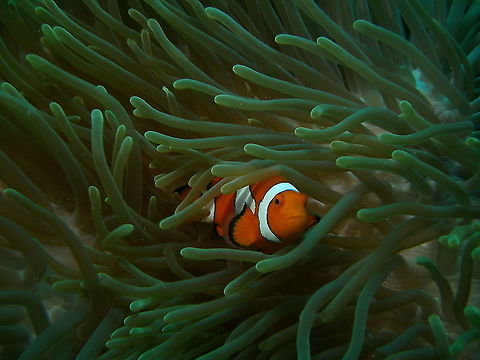 Amphiprion ocellaris A beautiful capture by my husband, Mark.
Dauin, 2012. Amphiprion ocellaris,Fall,Geotagged,Ocellaris Clownfish,Philippines