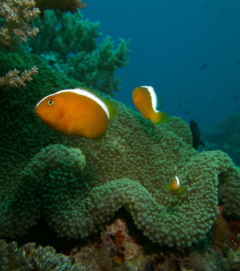 Amphiprion sandaracinos - Orange_Anemonefish Photo by my husband, Mark.<br />
Dauin, Philippines. Amphiprion sandaracinos,Fall,Geotagged,Orange skunk clownfish,Philippines