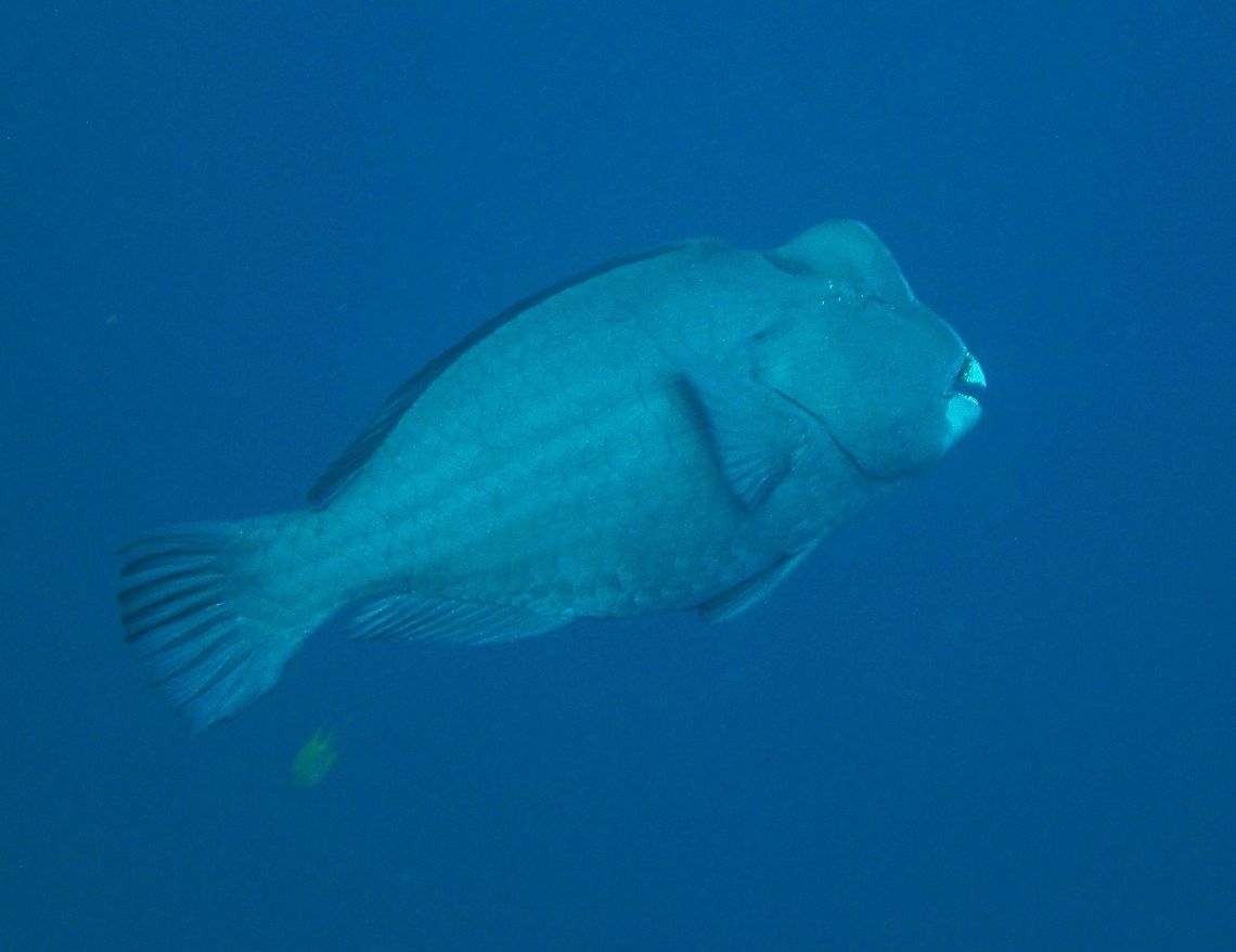 Bolbometopon muricatum -Bumphead Parrotfish Photo by my husband, Mark.<br />
These huge fishes are difficult to photograph , they like to go away into the big blue! Bolbometopon muricatum,Fall,Geotagged,Green humphead parrotfish,Philippines