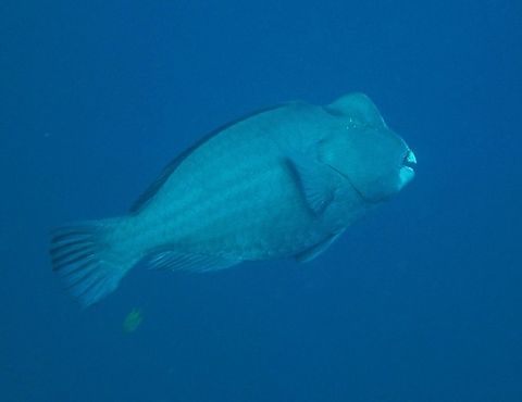 Bolbometopon muricatum -Bumphead Parrotfish Photo by my husband, Mark.
These huge fishes are difficult to photograph , they like to go away into the big blue! Bolbometopon muricatum,Fall,Geotagged,Green humphead parrotfish,Philippines