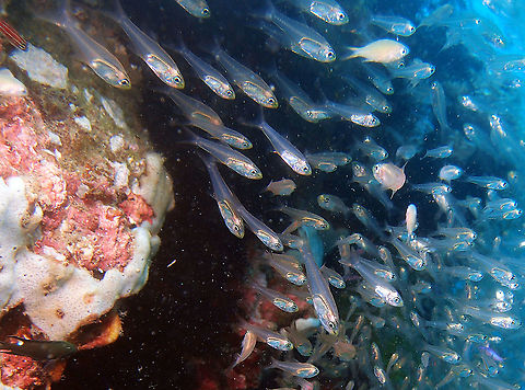 Swallow-tail cardinalfish