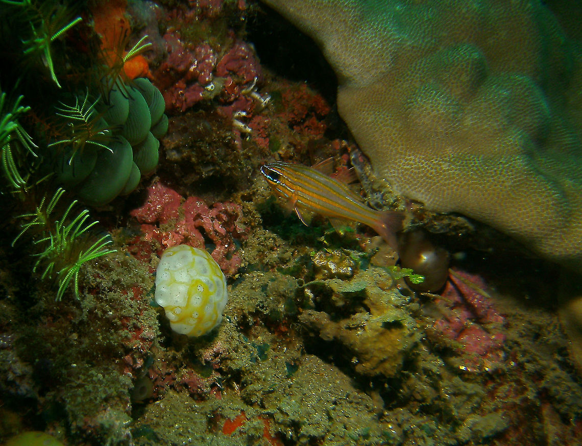 Ostorhinchus cyanosoma Mark&#039;s pic.<br />
Dauin, 2012. Fall,Geotagged,Ostorhinchus cyanosoma,Philippines,Yellow-striped cardinalfish