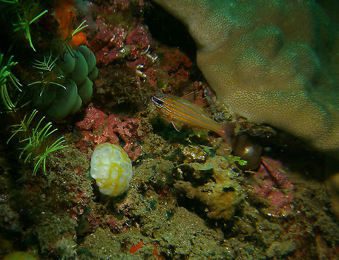Ostorhinchus cyanosoma Mark's pic.
Dauin, 2012. Fall,Geotagged,Ostorhinchus cyanosoma,Philippines,Yellow-striped cardinalfish