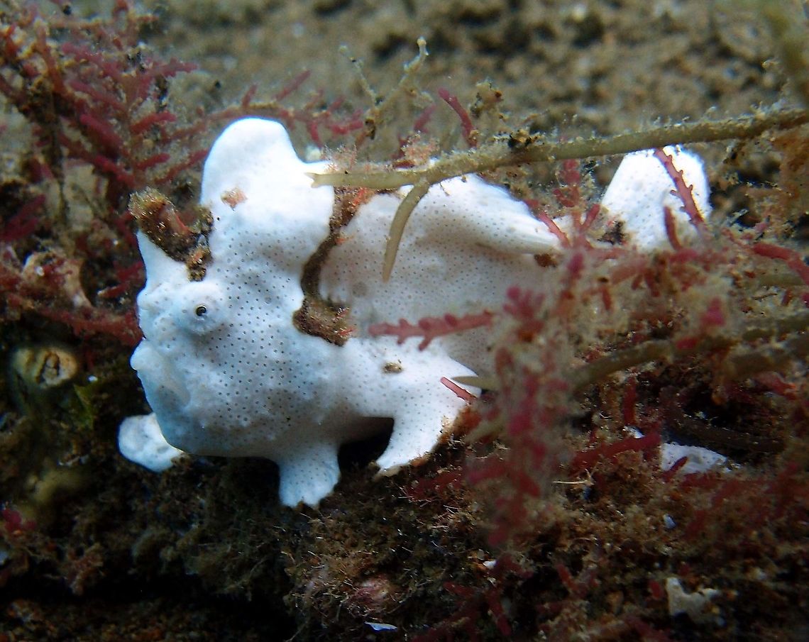Antennarius maculatus A few extras for the fogfish collection!<br />
Dauin, 2012.     Antennarius maculatus,Clown frogfish,Fall,Geotagged,Philippines