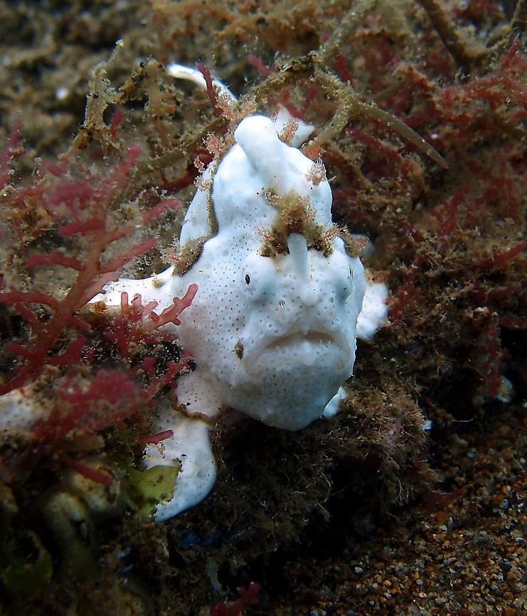 Antennarius maculatus Dauin, 2012.          Antennarius maculatus,Clown frogfish,Fall,Geotagged,Philippines