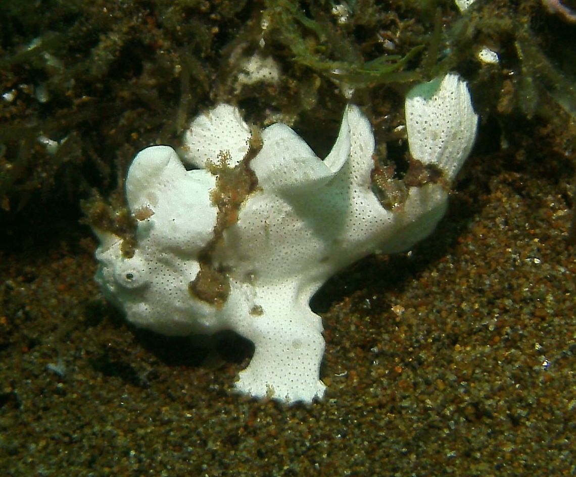 Antennarius maculatus Dauin, 2012.                Antennarius maculatus,Clown frogfish,Fall,Geotagged,Philippines