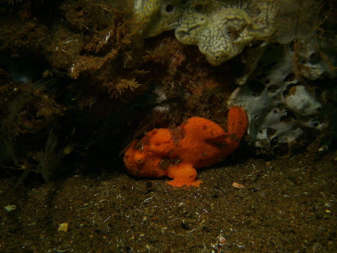 Antennarius pictus Photo by Mark.<br />
Dauin, 2012. Antennarius pictus,Fall,Geotagged,Painted frogfish,Philippines