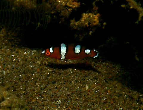 Yellowtail Wrasse juvenile - Coris gaimard Mark's photo.
Dauin, 2012. Coris gaimard,Fall,Geotagged,Philippines,coris gaimard