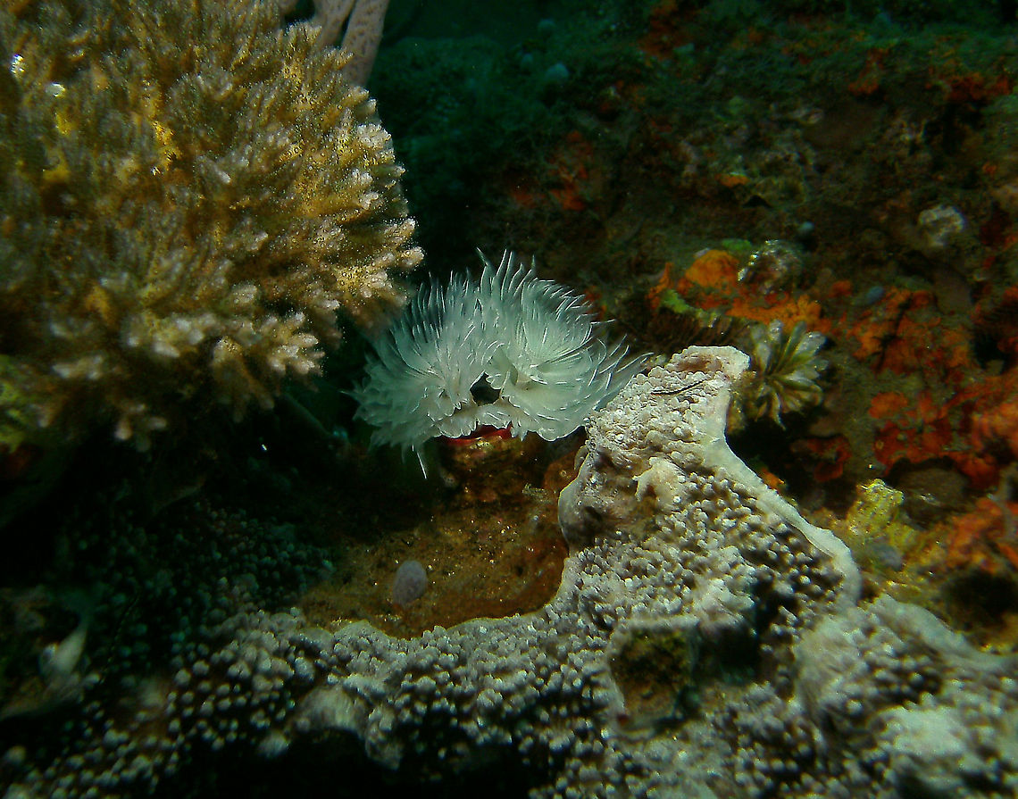 Protula magnifica - Tube Worm Mark&#039;s photo. Dauin, 2012. Fall,Geotagged,Philippines,Protula magnifica