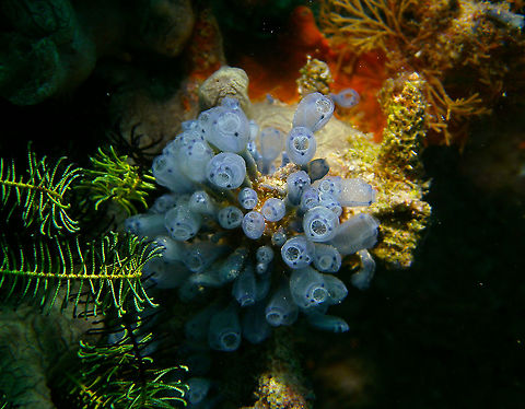 Bluebell tunicate