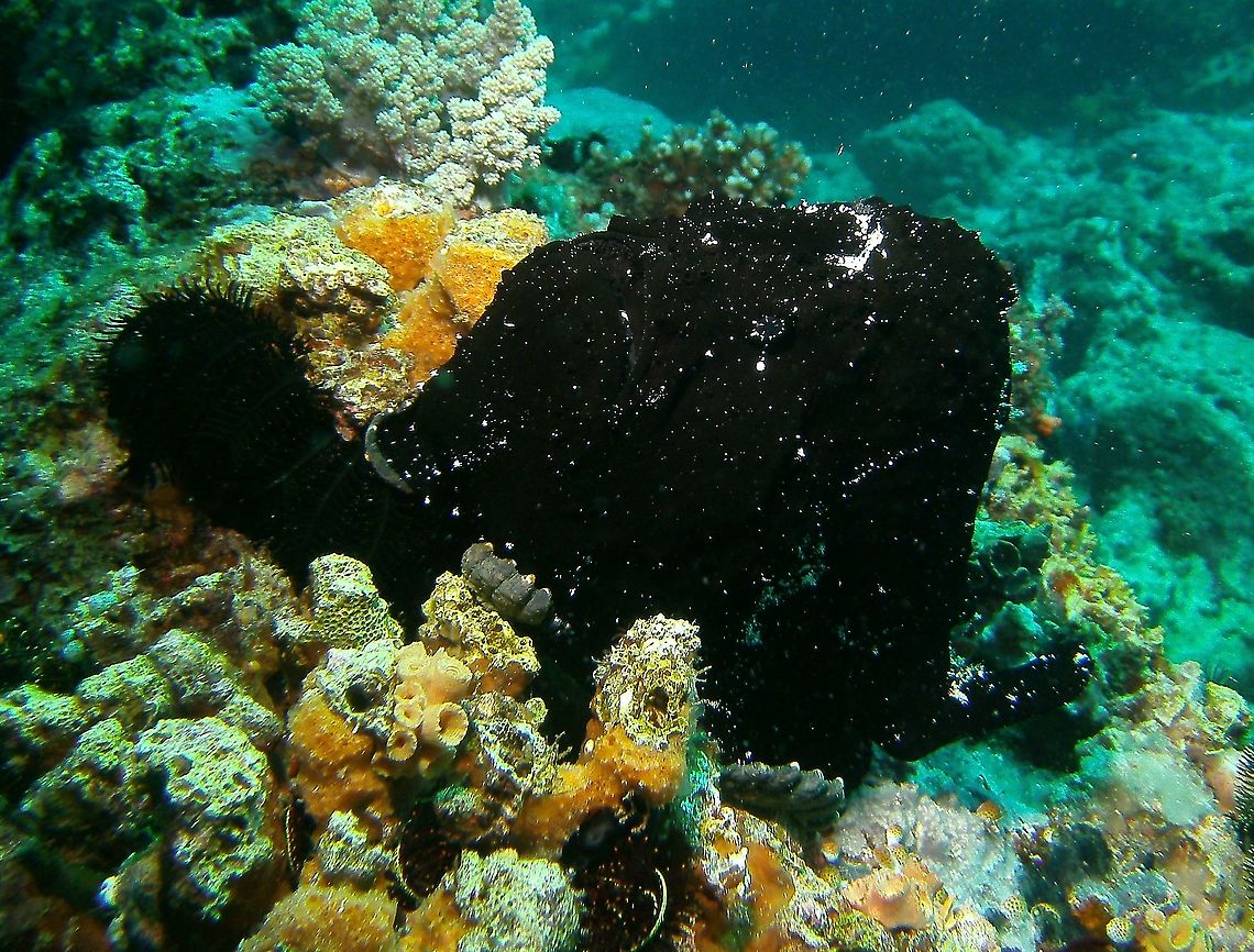 Antennarius commersonii - Find the fish! Mark&#039;s photo.<br />
Dauin, 2012.             Antennarius commerson,Commersons frogfish