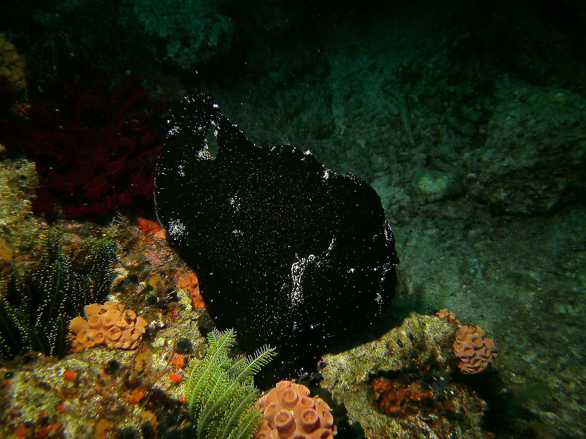 Antennarius commersoni - Find the eye! Mrk&#039;s photo.<br />
Dauin, 2012. Antennarius commerson,Commersons frogfish,Fall,Geotagged,Philippines