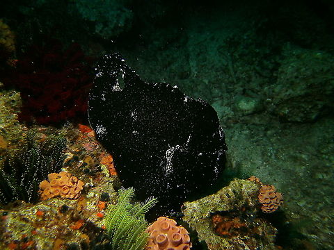 Antennarius commersoni - Find the eye! Mrk's photo.
Dauin, 2012. Antennarius commerson,Commersons frogfish,Fall,Geotagged,Philippines