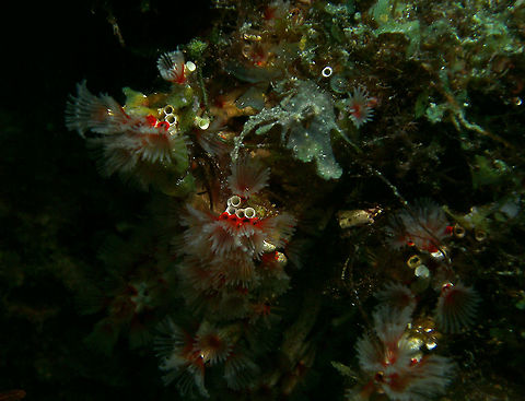 Filogranella elatensis Mark's photo.
Dauin, 2012. Delicate Tube Worm,Fall,Filogranella elatensis,Geotagged,Philippines