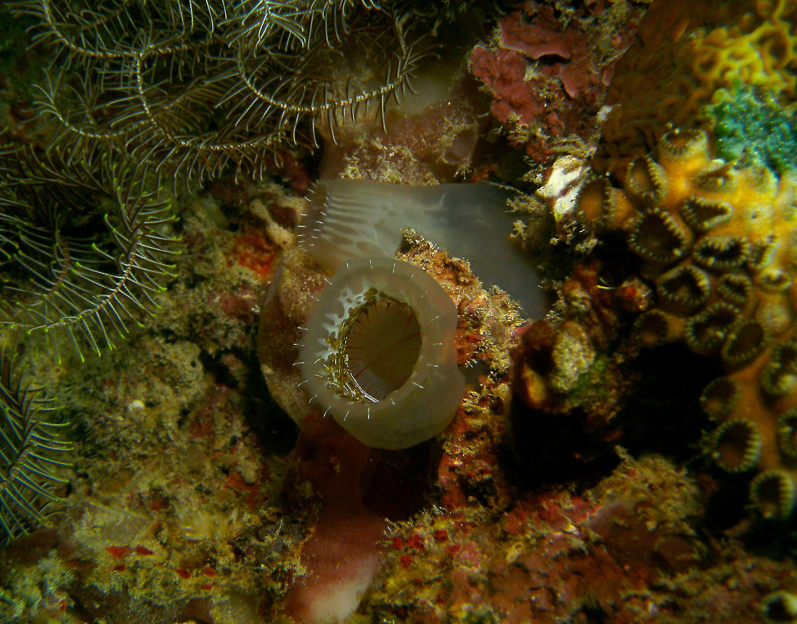 Ascidia ornata Mark&#039;s photo.<br />
Cabilao, 2012. Ascidia ornata,Fall,Geotagged,Philippines