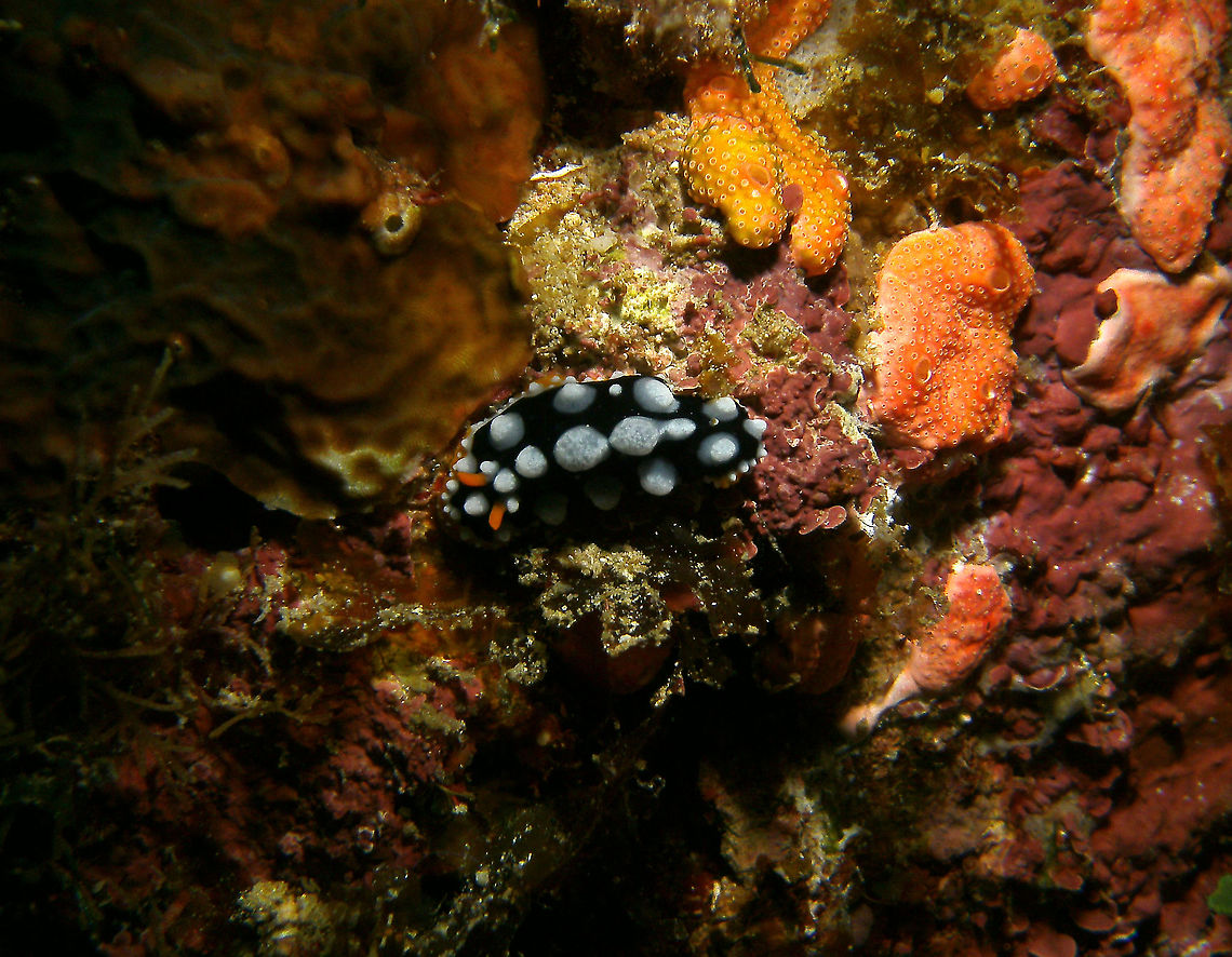 Phyllidia exquisita Mark&#039;s photo.<br />
Cabilao, 2012. Fall,Geotagged,Philippines,Phyllidia exquisita