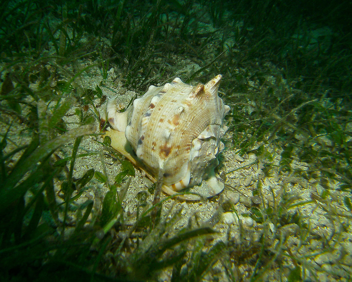 Horned Helmet - Cassis cornuta Mark&#039;s photo.<br />
Cabilao, 2012. Cassis cornuta,Fall,Geotagged,Philippines