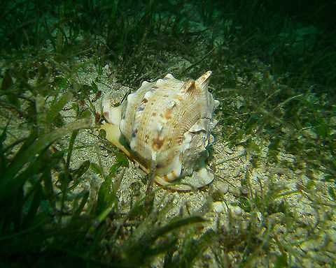 Horned Helmet - Cassis cornuta Mark's photo.
Cabilao, 2012. Cassis cornuta,Fall,Geotagged,Philippines