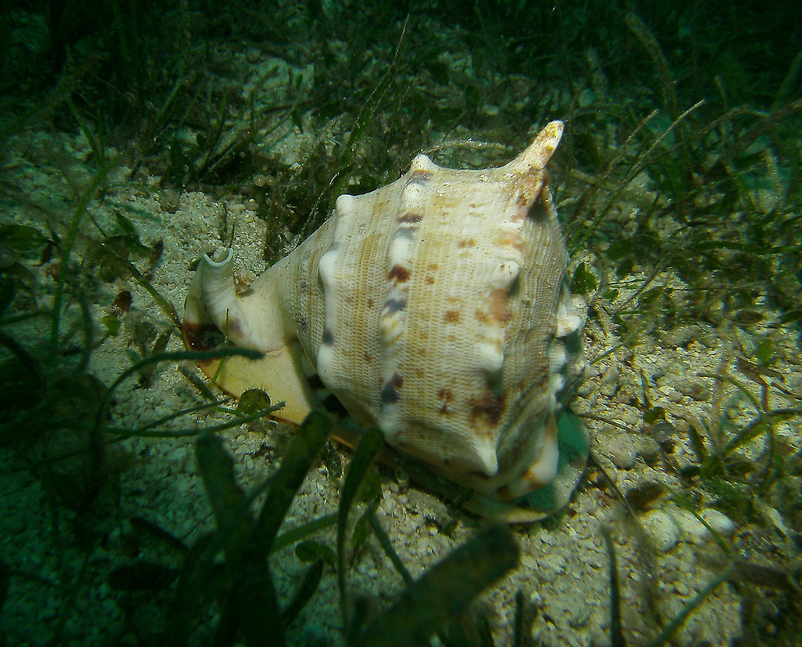 Horned Helmet - Cassis cornuta Mark's photo. <br />
Cabilao, 2012. Cassis cornuta,Fall,Geotagged,Philippines
