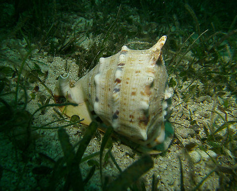 Horned Helmet - Cassis cornuta Mark's photo. 
Cabilao, 2012. Cassis cornuta,Fall,Geotagged,Philippines