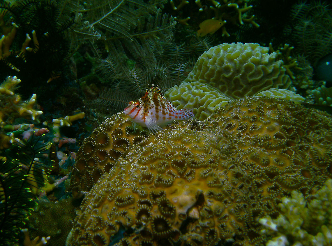 Cirrhitichthys falco Mark's photo.<br />
Cabilao, 2012. Cirrhitichthys falco,Dwarf hawkfish,Fall,Geotagged,Philippines
