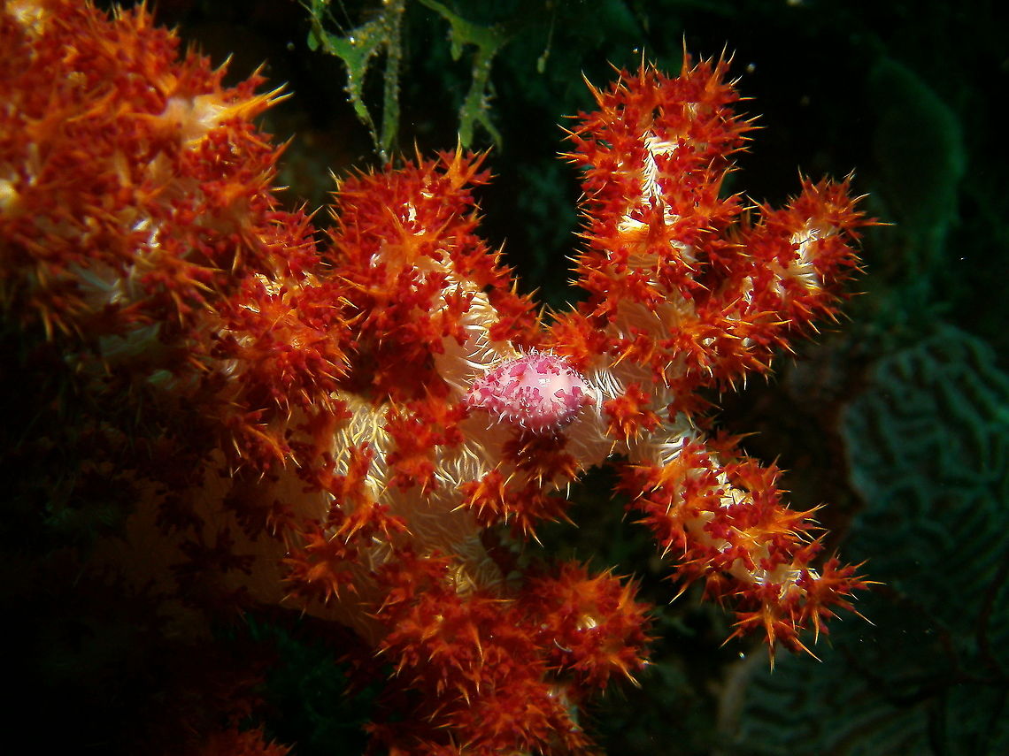 Diminovula culmen Mark&#039;s photo. <br />
Cabilao, 2012. Diminovula culmen,Fall,Geotagged,Philippines