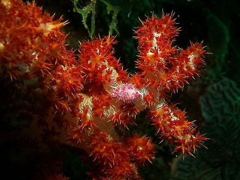 Diminovula culmen Mark's photo. 
Cabilao, 2012. Diminovula culmen,Fall,Geotagged,Philippines