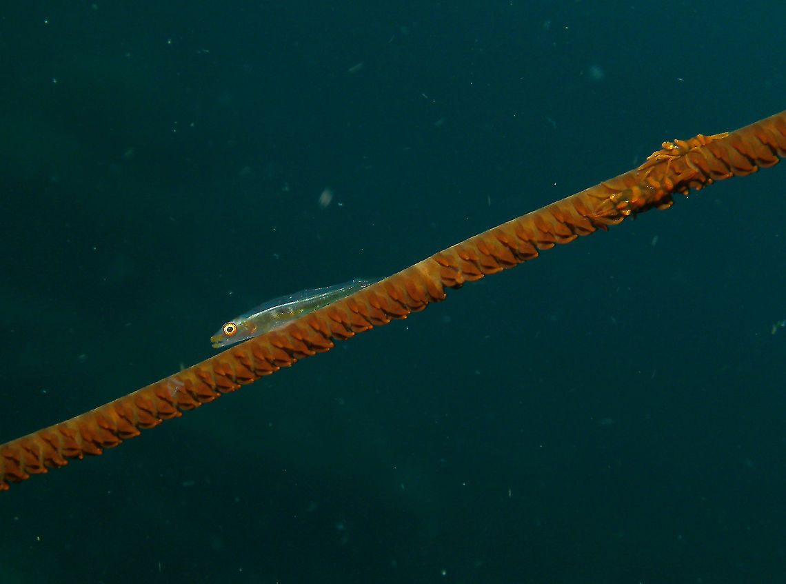 White-line seawhip goby - Bryaninops amplus ..and a couple of Dasycaris zanzibarica in the top right hand side of the wire coral.<br />
Mark's photo.<br />
Cabilao, 2012. Bryaninops amplus,Fall,Geotagged,Philippines