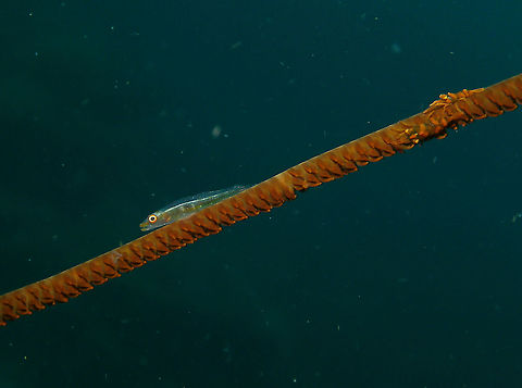 Large whip goby