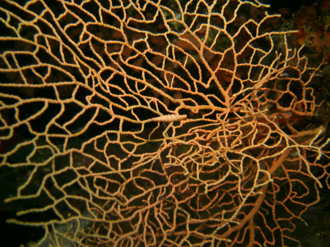 Pellasimnia annabelae - tentative ID The well-disguised tanned snail in the middle of the gorgonia.<br />
Mark's photo.<br />
Cabilao, 2012.<br />
Change of sp based on this page and others:<br />
<a href="http://www.ovulidae.com/galleries/gallery.php?id=living5gallery" rel="nofollow">http://www.ovulidae.com/galleries/gallery.php?id=living5gallery</a> Fall,Geotagged,Pellasimnia annabelae,Philippines