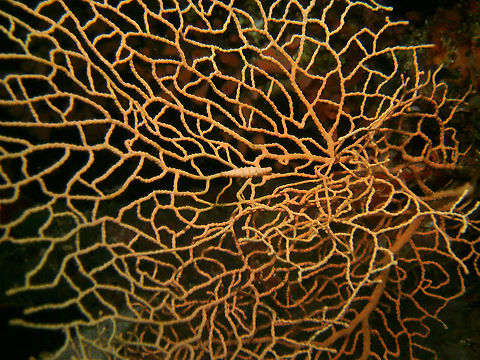 Pellasimnia annabelae