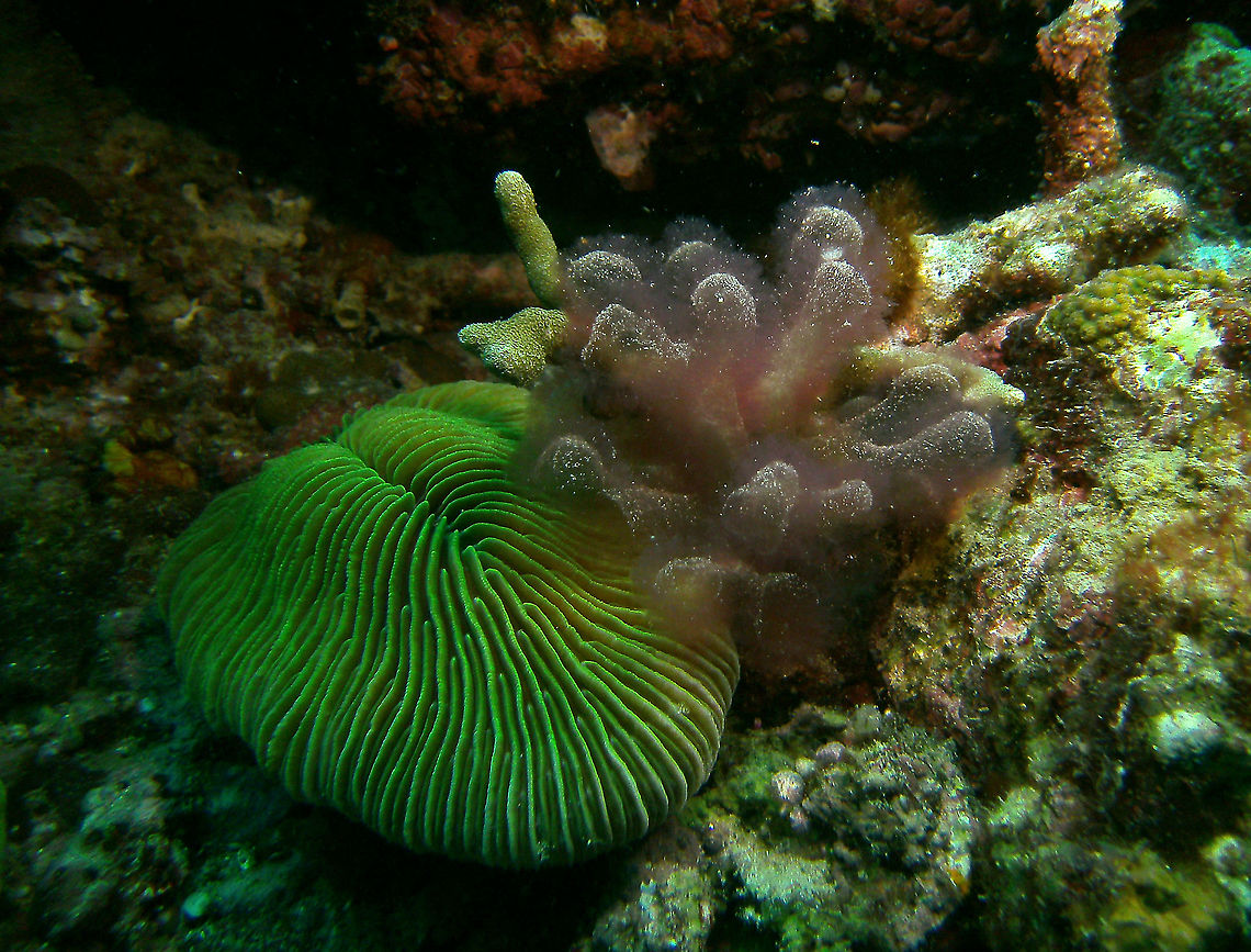 Fungia coral and Gibsmithia hawaiiensis The Fungia coral is the green disc on the left and the baggy seaweed is the red alga on the right of the picture.<br />
Mark&#039;s photo. Cabilao, 2012. Baggy Seaweed,Fall,Geotagged,Gibsmithia hawaiiensis,Philippines
