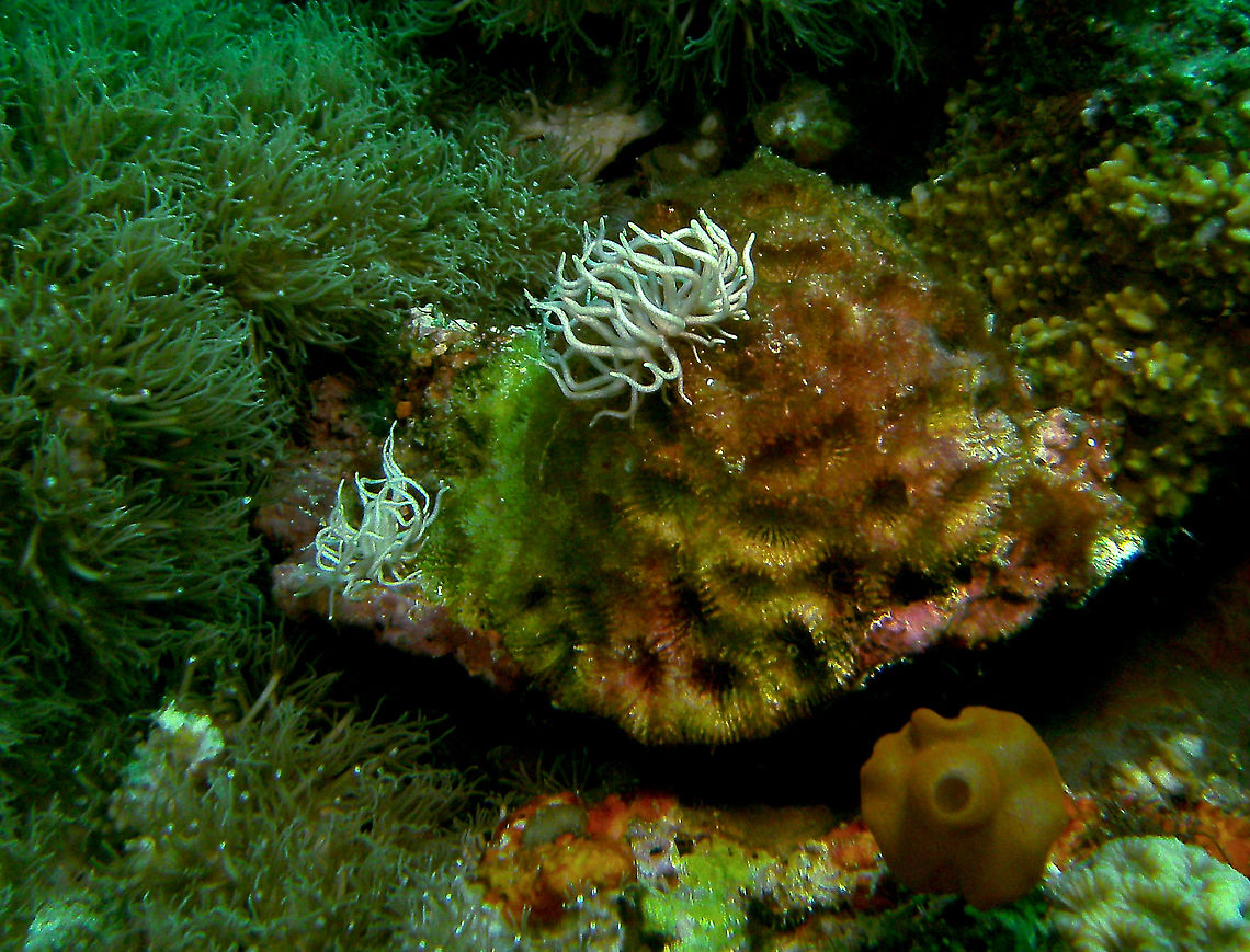 Phyllodesmium briareum These are nudis, even though they look like crazy wigs!<br />
Mark's photo.<br />
Cabilao, Philippines. Fall,Geotagged,Philippines,Phyllodesmium briareum