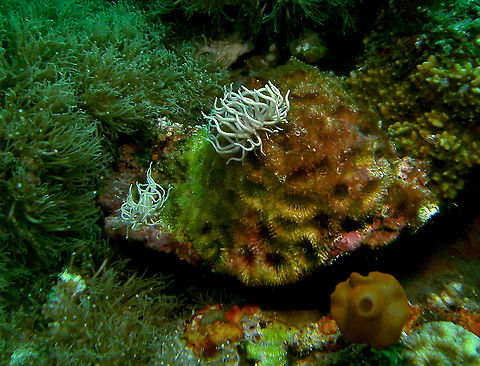 Phyllodesmium briareum These are nudis, even though they look like crazy wigs!
Mark's photo.
Cabilao, Philippines. Fall,Geotagged,Philippines,Phyllodesmium briareum