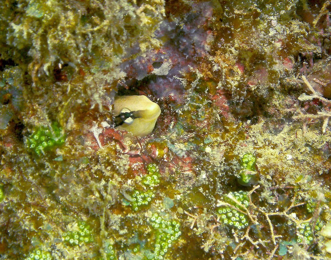 False cleanerfish - Aspidontus taeniatus Often hidden in crevices, peering out at you.<br />
Mark&#039;s photo.<br />
Cabilao, 2012. Aspidontus taeniatus,Fall,False cleanerfish,Geotagged,Philippines
