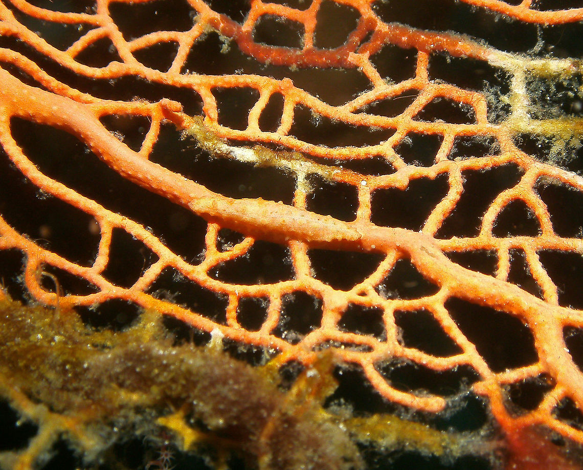 Pellasimnia annabelae - tentative ID This is a close up. I will not blame you if you still have trouble to find this snail :-)<br />
Mark's pic.<br />
Cabilao, 2012.<br />
Change of ID based on this and other pages: <a href="http://www.ovulidae.com/galleries/gallery.php?id=living5gallery" rel="nofollow">http://www.ovulidae.com/galleries/gallery.php?id=living5gallery</a> Fall,Geotagged,Pellasimnia annabelae,Philippines
