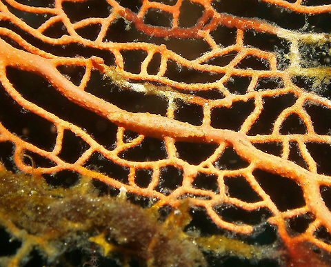 Pellasimnia annabelae - tentative ID This is a close up. I will not blame you if you still have trouble to find this snail :-)
Mark's pic.
Cabilao, 2012.
Change of ID based on this and other pages: http://www.ovulidae.com/galleries/gallery.php?id=living5gallery Fall,Geotagged,Pellasimnia annabelae,Philippines