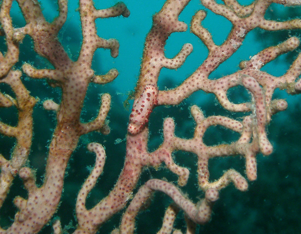 Prosimnia semperi Another "find me" snail.<br />
Mark's pic.<br />
Cabilao 2012. Fall,Geotagged,Philippines,Prosimnia semperi