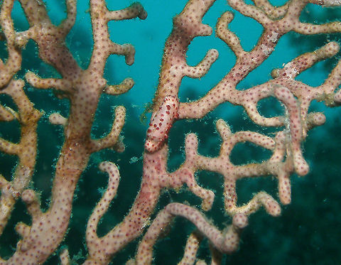 Prosimnia semperi Another "find me" snail.
Mark's pic.
Cabilao 2012. Fall,Geotagged,Philippines,Prosimnia semperi