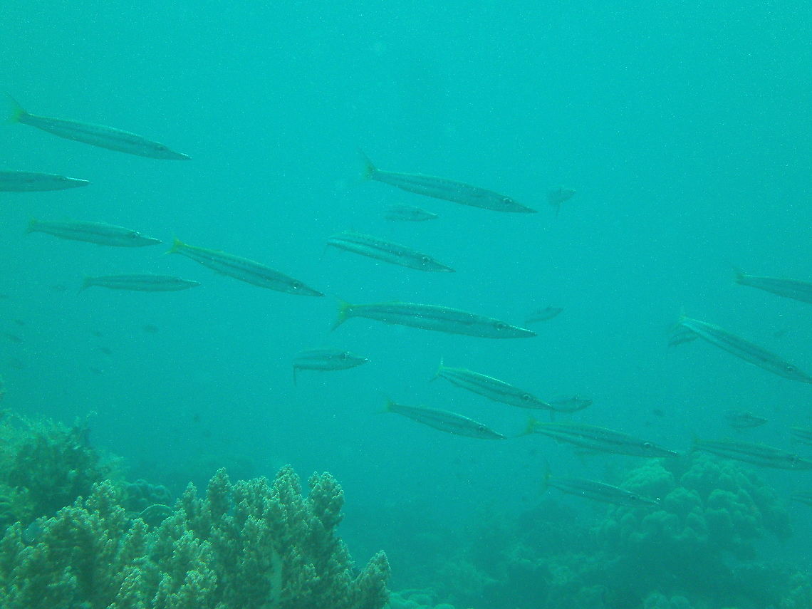Obtuse Barracuda - Sphyraena obtusata Mrk's pic.<br />
Cabilao 2012. Fall,Geotagged,Obtuse barracuda,Philippines,Sphyraena obtusata