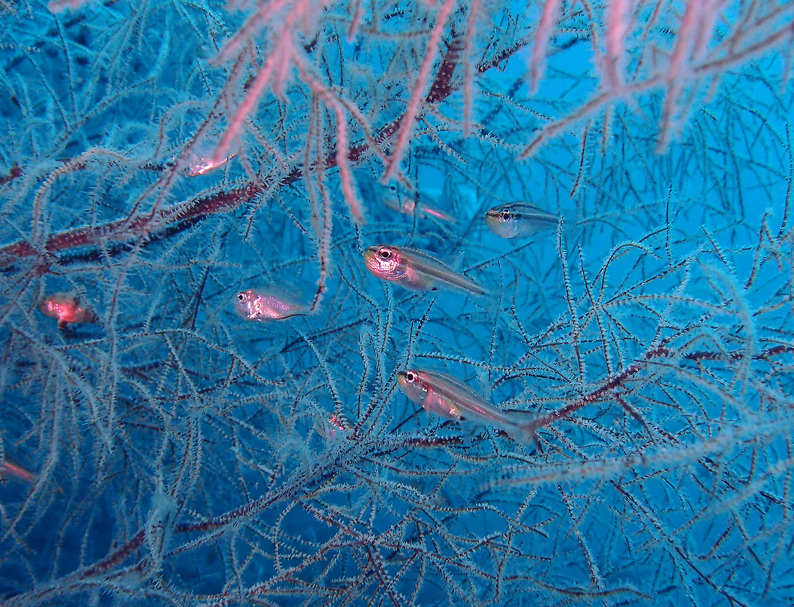 Tiny Cardinalfish - Ostorhinchus nanus Dauin, 2012. Fall,Geotagged,Ostorhinchus nanus,Philippines,Tiny Cardinalfish
