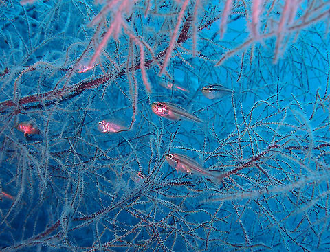 Tiny Cardinalfish - Ostorhinchus nanus Dauin, 2012. Fall,Geotagged,Ostorhinchus nanus,Philippines,Tiny Cardinalfish