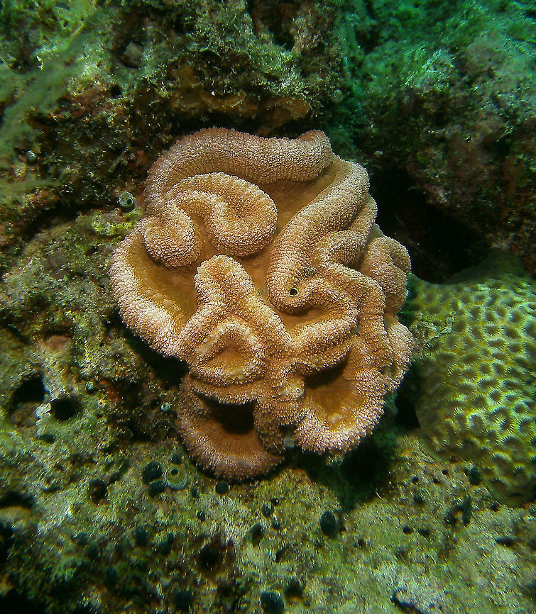 Lobophyllia flabelliformis Mark&#039;s pic.<br />
Dauin, 2012. Fall,Geotagged,Lobed Cactus Coral,Lobophyllia flabelliformis,Philippines