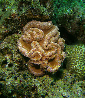 Lobophyllia flabelliformis Mark's pic.
Dauin, 2012. Fall,Geotagged,Lobed Cactus Coral,Lobophyllia flabelliformis,Philippines