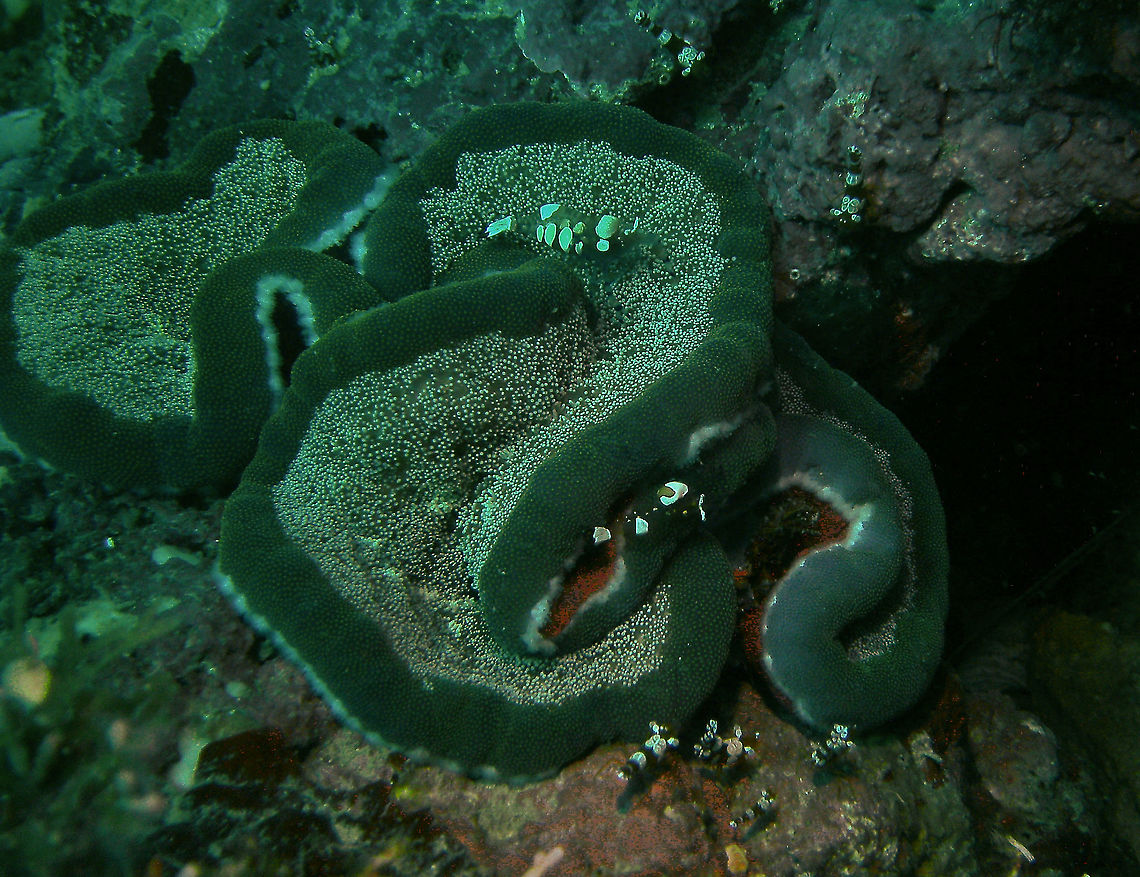 Adhesive Sea Anemone - Cryptodendrum adhaesivum A bit of a dark picture but still showing this unique anemone with some Sexy Shrimps (Thor amboinensis)  at the bottom and some and some Peacock-tail anemone shrimps on top (Periclimenes/Ancylocaris brevicarpalis).<br />
Mark's pic.<br />
Cabilao, 2012.<br />
<br />
<figure class="photo"><a href="https://www.jungledragon.com/image/91343/adhesive_sea_anemone_-_cryptodendrum_adhaesivum.html" title="Adhesive Sea Anemone - Cryptodendrum adhaesivum"><img src="https://s3.amazonaws.com/media.jungledragon.com/images/2298/91343_thumb.JPG?AWSAccessKeyId=05GMT0V3GWVNE7GGM1R2&Expires=1769040010&Signature=UR%2B46btimArSbeQYQIzzWmOl0Js%3D" width="200" height="150" alt="Adhesive Sea Anemone - Cryptodendrum adhaesivum With close up of the Peacock-tail anemone shrimp on top (Periclimenes/Ancylocaris brevicarpalis).<br />
Mark's pic.<br />
Cabilao, 2012. Cryptodendrum,Cryptodendrum adhaesivum,Fall,Geotagged,Philippines" /></a></figure> Cryptodendrum,Cryptodendrum adhaesivum,Fall,Geotagged,Philippines