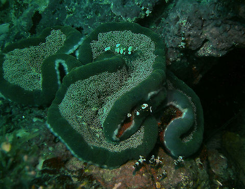 Adhesive Sea Anemone - Cryptodendrum adhaesivum A bit of a dark picture but still showing this unique anemone with some Sexy Shrimps (Thor amboinensis)  at the bottom and some and some Peacock-tail anemone shrimps on top (Periclimenes/Ancylocaris brevicarpalis).
Mark's pic.
Cabilao, 2012.

https://www.jungledragon.com/image/91343/adhesive_sea_anemone_-_cryptodendrum_adhaesivum.html Cryptodendrum,Cryptodendrum adhaesivum,Fall,Geotagged,Philippines